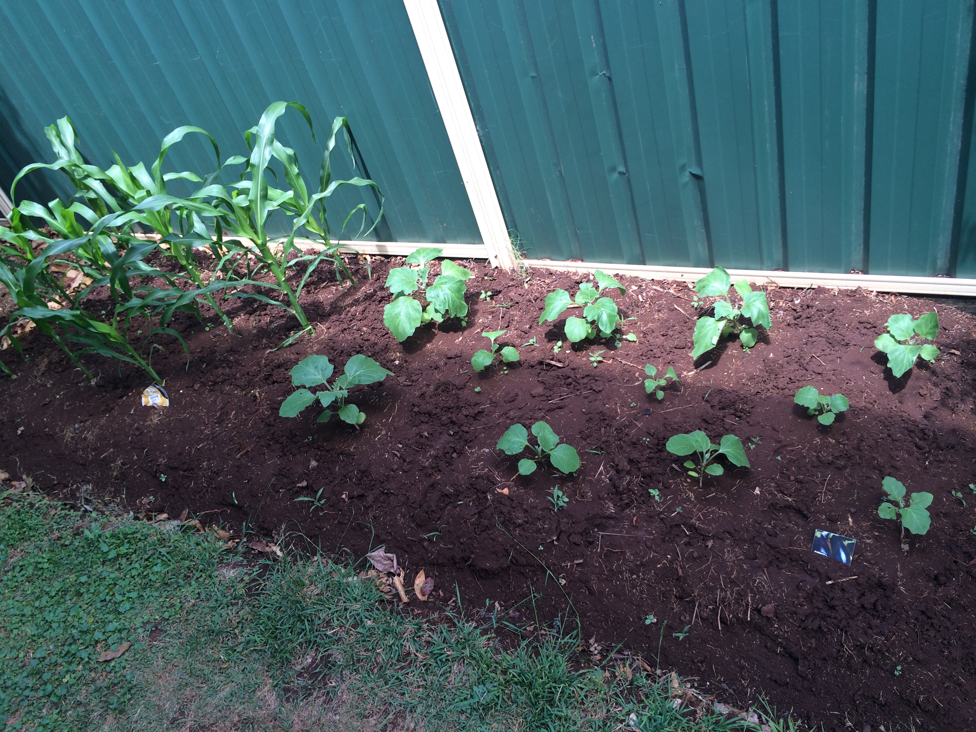 201608-perry-st-garden-renovation-16